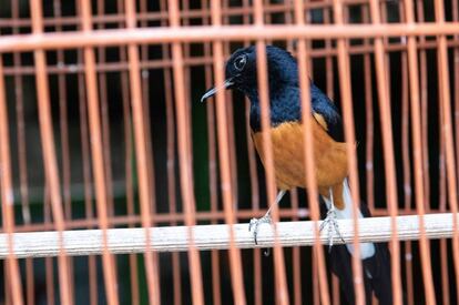 Los machos de shama culiblanco son apreciadas aves cantoras. En la imagen un ejemplar a la venta en un mercado de Yogyakarta, Indonesia.