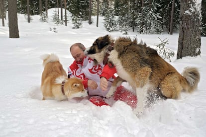 El presidente ruso, Vladímir Putin, con sus perros Buffi (dcha) y Yume, que fue un obsequio de la prefectura japonesa de Akita por la ayuda de Rusia tras el terremoto y tsunami que asoló la costa japonesa en marzo de 2011.