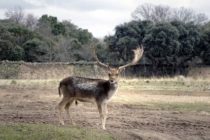 Un gamo en el monte de El Pardo.