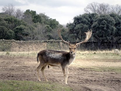 Un gamo en el monte de El Pardo.