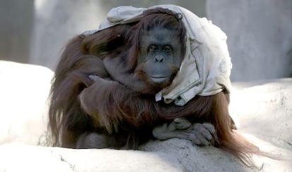 La orangutana Sandra, en el zoo de Buenos Aires.