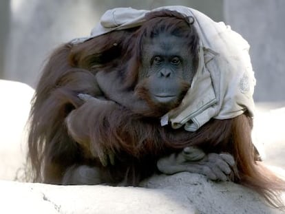 La orangutana Sandra, en el zoo de Buenos Aires, en mayo.