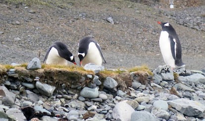 Pingüinos papúa en Isla Livingston de la Antártida, en febrero de 2020. 