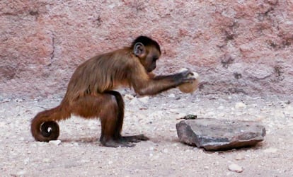 A capuchin monkey using a rock to break a shell.