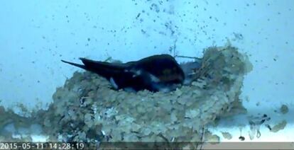 Imagen de la 'webcam' que SEO Birdlife ha colocado en un nido de golondrinas.