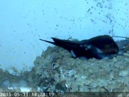 Imagen de la 'webcam' que SEO Birdlife ha colocado en un nido de golondrinas.