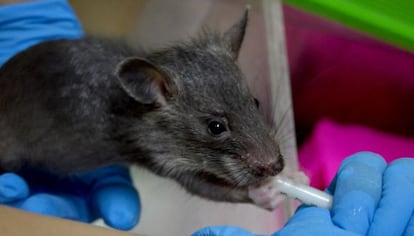 El ejemplar de rata gigante gambiana es alimentado por los técnicos de Bioparc.