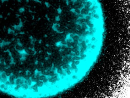 Imagen de un &#039;biofilm&#039; de bacterias. 