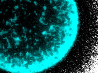 Imagen de un &#039;biofilm&#039; de bacterias. 