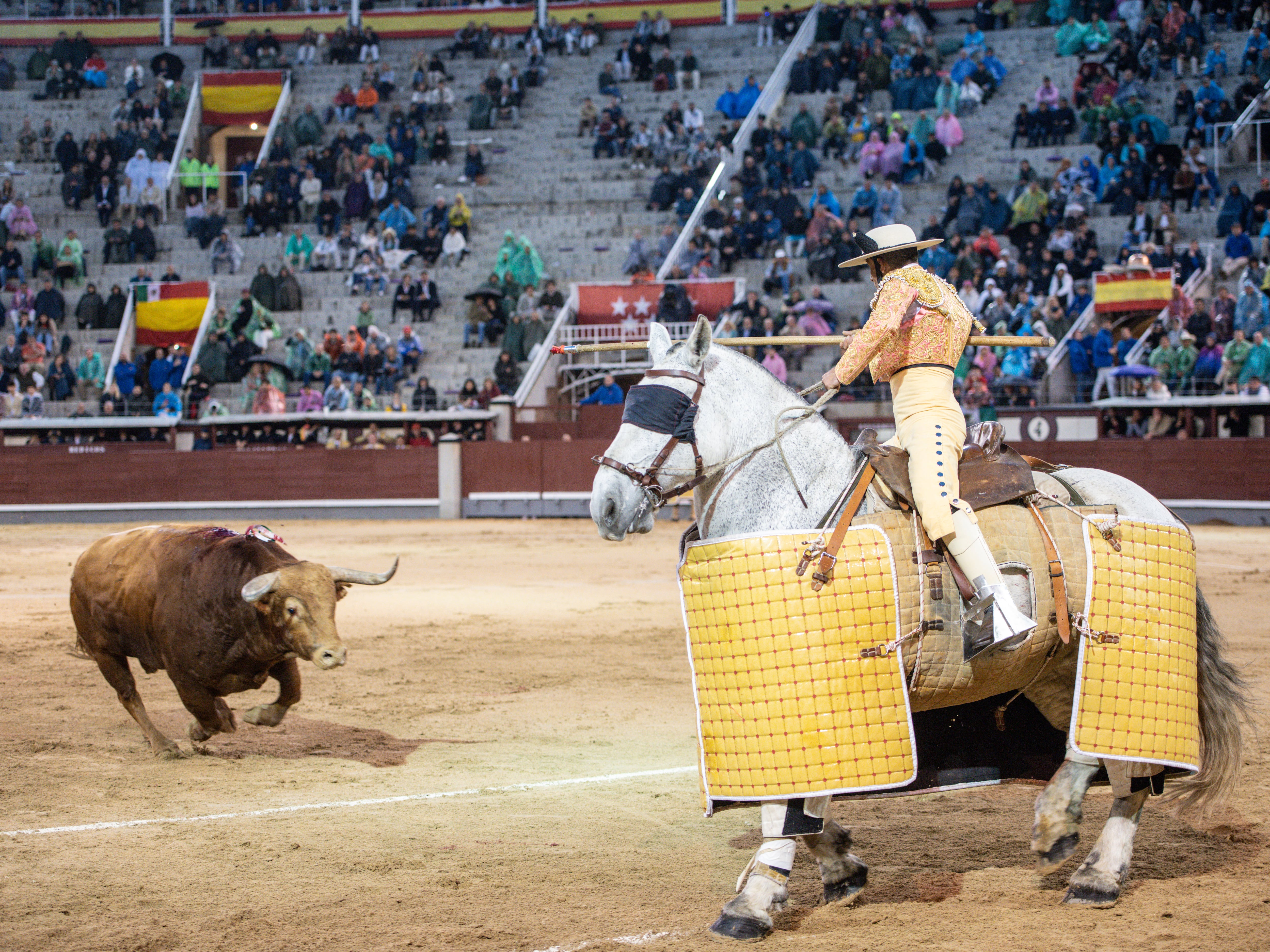 El toro Brigadier, de Pedraza de Yeltes, acude al caballo del picador Borja Lorente.