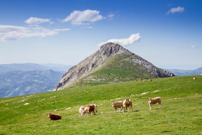 Vacas na montanha Txindoki.