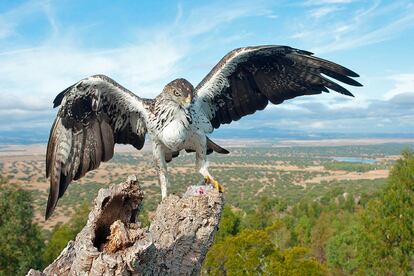 Un Águila perdicera, <i>Aquila fasciata,</i> en la Sierra de San Pedro en Extremadura. Esta rapaz presenta un gran declive en sus poblaciones de la Península Ibérica.