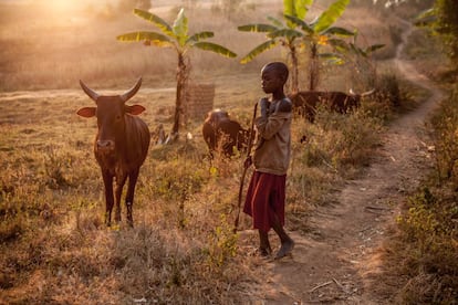 La falta de terrenos para cultivar empuja a los pigmeos a la extrema pobreza. Tener una vaca es un lujo entre los suyos. La deforestación ha forzado a los batwa a adoptar prácticas propias de hutus y tutsis.