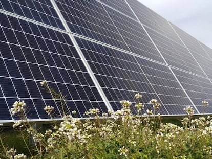 Paneles fotovoltaicos de una instalación de Solaria. 