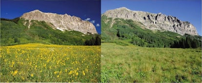 Diferencia en el albedo del terreno donde se hizo el estudio. A la izquierda con flores, a la derecha sin ellas.