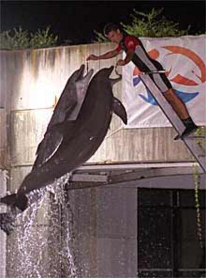 Delfinario del Zoo de Madrid.