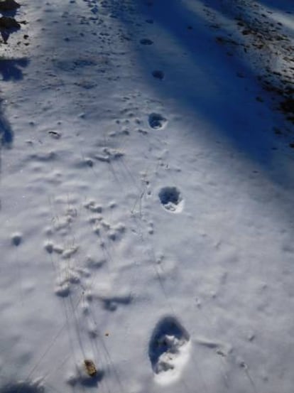 Huella de lobo detectada en el Pirineo catalán.