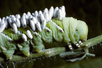 Pupas de Glyptapanteles parasitando una oruga de lepidóptero.