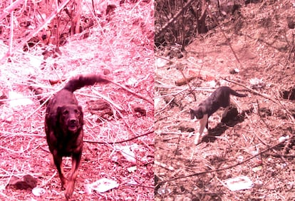 Animales captados por las cámaras de vigilancia de la Reserva en el Pedregal de San Ángel.