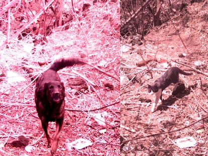 Animales captados por las cámaras de vigilancia de la Reserva en el Pedregal de San Ángel.