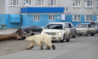 Un oso polar camina por una calle de la ciudad industrial de Norilsk, Rusia, el 17 de junio de 2019.