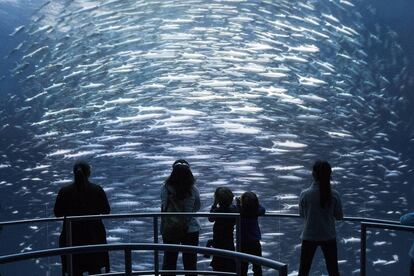 Imagine un acuario gigante en el que pudiese atravesar las mamparas de cristal que le separan del agua para recorrer un bosque de sargazos, nadar entre lobos marinos, encontrarse cara a cara con tiburones y ballenas o asistir al combate entre dos feroces calamares gigantes. Y todo ello sin mojarse. El pasado 6 de octubre abrió sus puertas en Times Square, en Nueva York, el espacio National Geographic Encounter: Ocean Odyssey, una atracción inmersiva de más de 5.500 metros cuadrados que emplea tecnologías holográficas y de realidad virtual para llevar a los visitantes hasta el fondo del mar en un fabuloso viaje submarino por el océano Pacífico. En su construcción han participado oceanógrafos y diseñadores del equipo de efectos visuales de Juego de tronos. El paisaje sonoro es obra del compositor David Kahn, que ha empleado cientos de grabaciones subacuáticas. La visita dura 90 minutos y cuesta 32 euros.