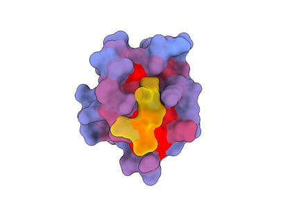 Una imagen tridimensional que muestra una proteína humana con otra molécula (en amarillo) en el sitio activo, con un gradiente de color azul a rojo que muestra un potencial creciente de efectos alostéricos.
