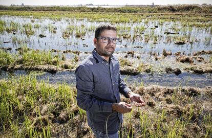 El arrocero Daniel Forcadell en su arrozal junto a la laguna de la Encañizada en el Delta del Ebro.