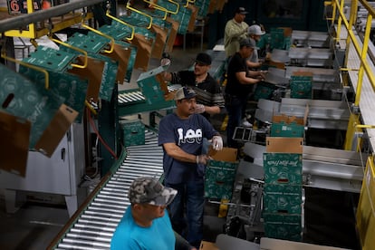 Trabajadores empaquetan duraznos en Fort Valley, Georgia, Estados Unidos