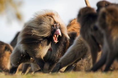 Monos macho alfa
