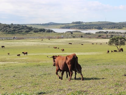 Piara de vacas de una ganadería en Andalucía.