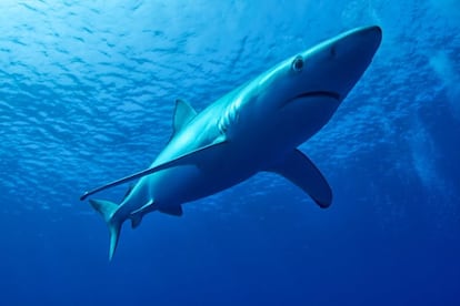 Um tubarão-azul navegando nas águas do oceano Pacífico. É um dos tubarões mais pescados no Peru e, segundo a IUCN, é uma espécie "quase ameaçada".