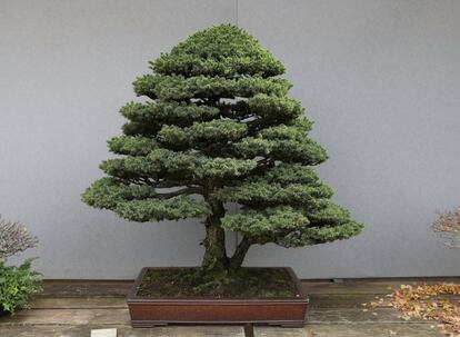 Ejemplar de abeto de Hokkaido, 'Picea glenii (F. Schmidt Mast.)', es un ejemplo de los abetos de la isla de Hokkaido al norte de Japón. Está plantado en un típico recipiente para bonsais, conocida como oMaceta contemporánea del maestro Seizan.