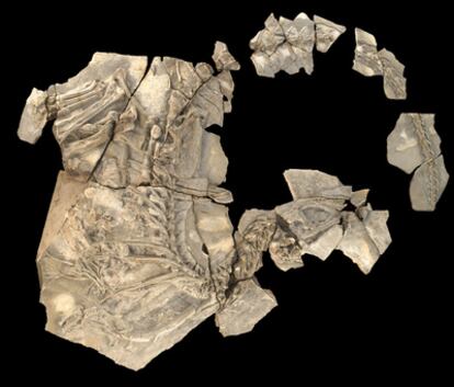 Fósil del nuevo dinosaurio carnívoro 'Concavenator'