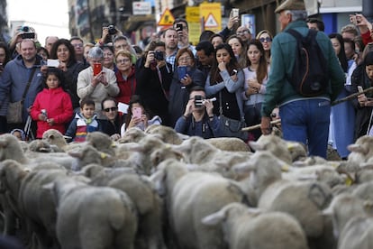 Turistas y curiosos contemplan el desfile del rebaño durante su recorrido por el centro de Madrid.