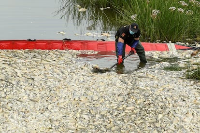 Los servicios de limpieza y emergencias retiran peces muertos del río Oder en Krajnik Dolny (Polonia) este sábado.