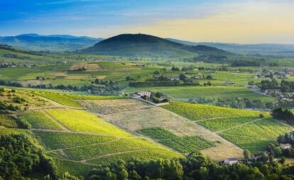 Viñedos en la región francesa de Beaujolais, con el monte Brouilly al fondo.