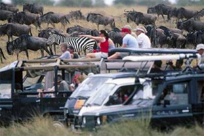 Nobel e Iberojet ofrecen  de julio a octubre un vuelo  directo de Madrid a Nairobi (Kenia), base para visitar reservas como la de Masai Mara (en la foto, ñúes y cebras).