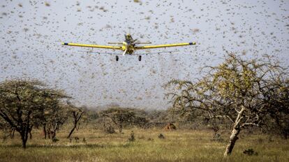 A nuvem de gafanhotos se desloca próximo a um avião de pequeno porte.