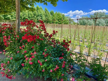 Tomateras y rosales, indisolublemente unidos en La Huerta de Carabaña.