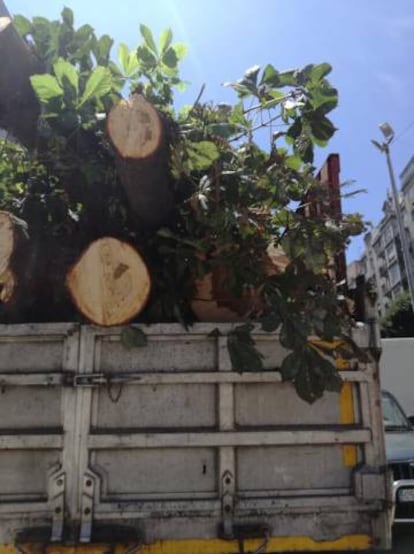 Ejemplares ya aniquilados del bulevar vigués, a bordo de un camión.