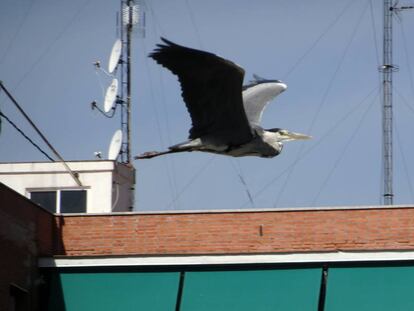 Una garza real sobrevuela Madrid.