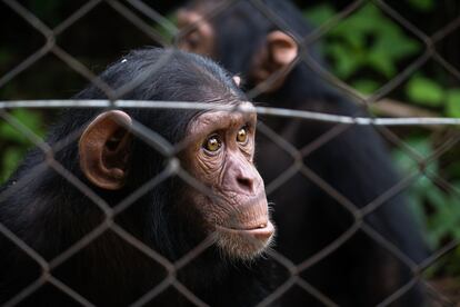 El 84% de los primates que llegan al CRPL son individuos muy jóvenes. Tienen menos de tres años. Los furtivos los separan de sus familiares antes de su destete. Por eso, a menudo, arrastran numerosos traumas.