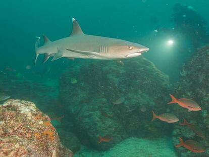 La biodiversidad de la Cordillera de la Coiba en Panamá