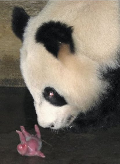 El primer panda nacido en Europa en 25 años.