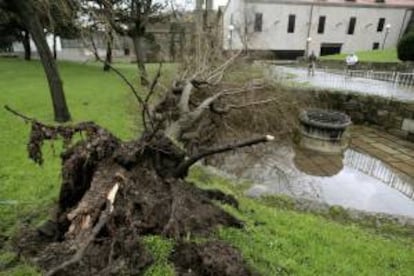 Un árbol derribado en los jardines de la Maestranza de la ciudad de A Coruña, a causa del viento.