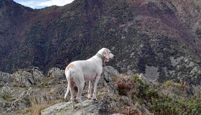 Una perra esterilizada, en la montaña.