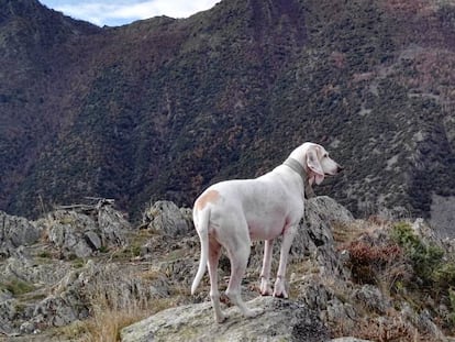 Una perra esterilizada, en la montaña.