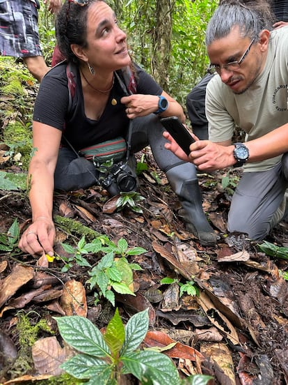 Dos investigadores analizan un hongo, durante una expedición a través del Bosque Protector Los Cedros.