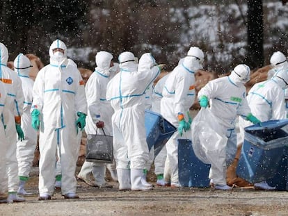 Trabajadores sanitarios con trajes para protegerse de la gripe aviar en Aomori, Japón.